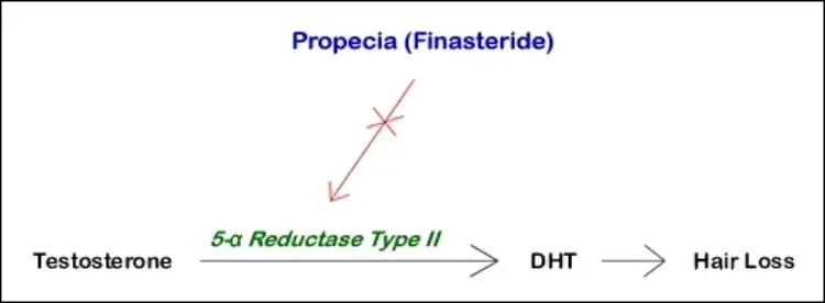 propecia-diagram